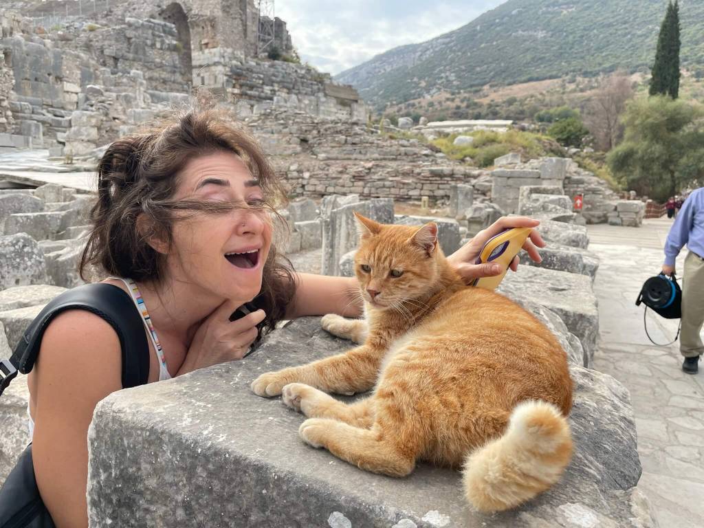 turkish street cat