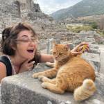 turkish street cat