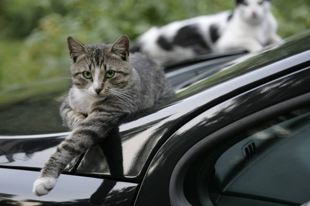 kedi 1