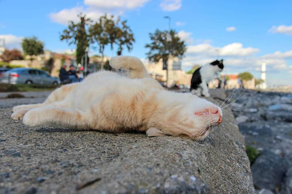 kedi 2