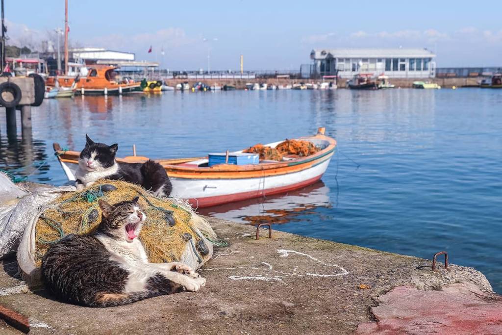 kedi 3